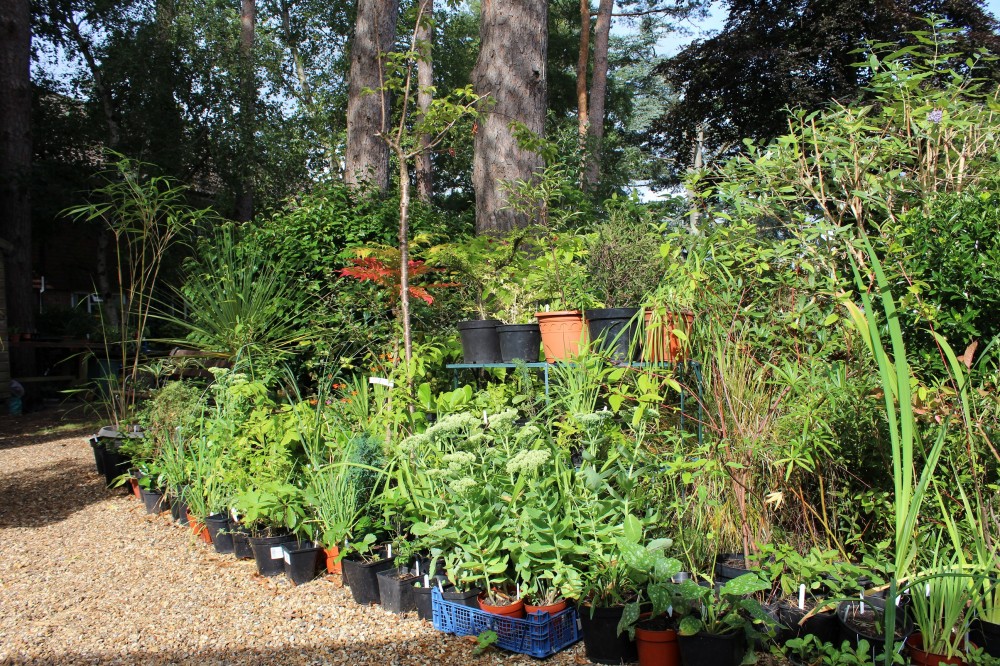 Plant Sale